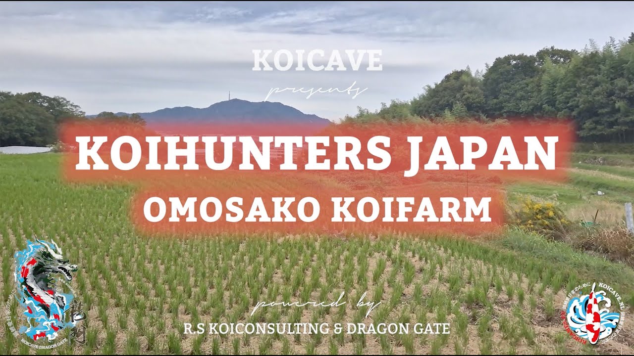 KoiHunters Japan,  Omosako