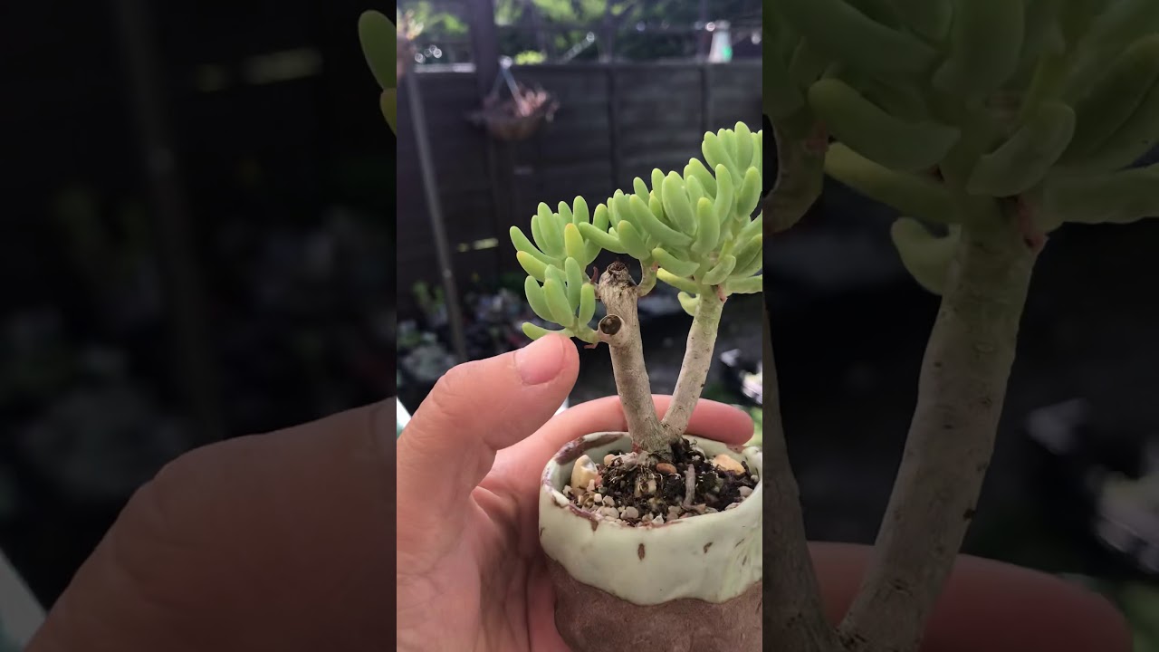 How to care for succulents - sunlight and watering