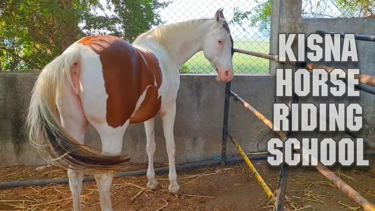 Kisna Horse Riding School Surat & Equine Career Opportunities
