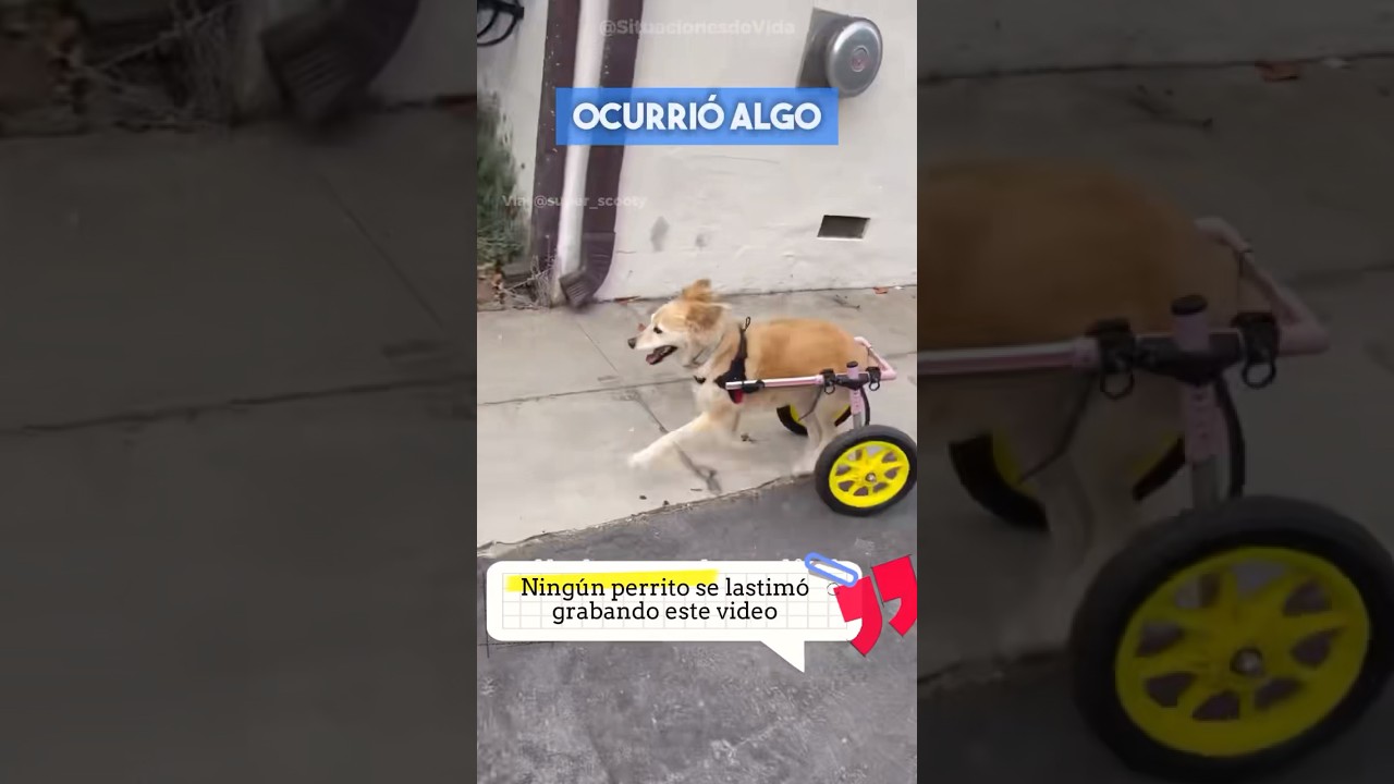 Perrito en Silla de Ruedas Domina las Curvas 😮