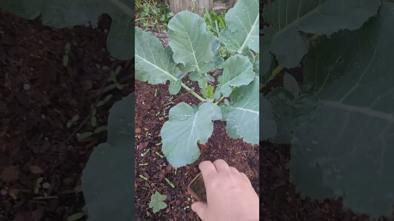 Fertilize Friday zone 9 Winter(Early December)