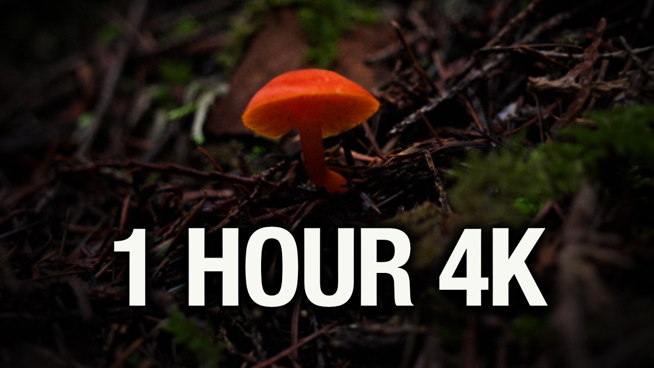 Pacific Northwest Forest in Winter - 1 Hour Nature Sounds for Sleep | 4K