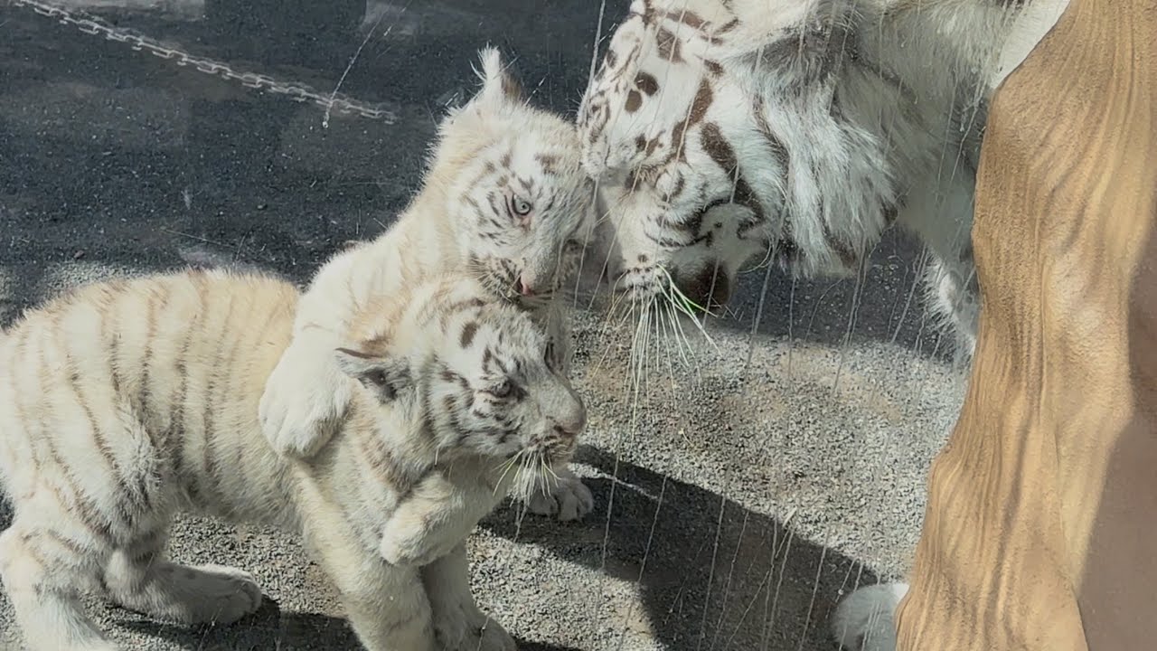 ソルティママとコタくんとハクくんの幸せな時🐯🩷　2月20日 東武動物公園　ホワイトタイガー