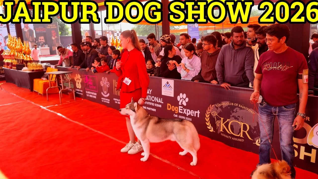 JAIPUR DOG SHOW 2026 #jaipur #dogshow #dogshow2026