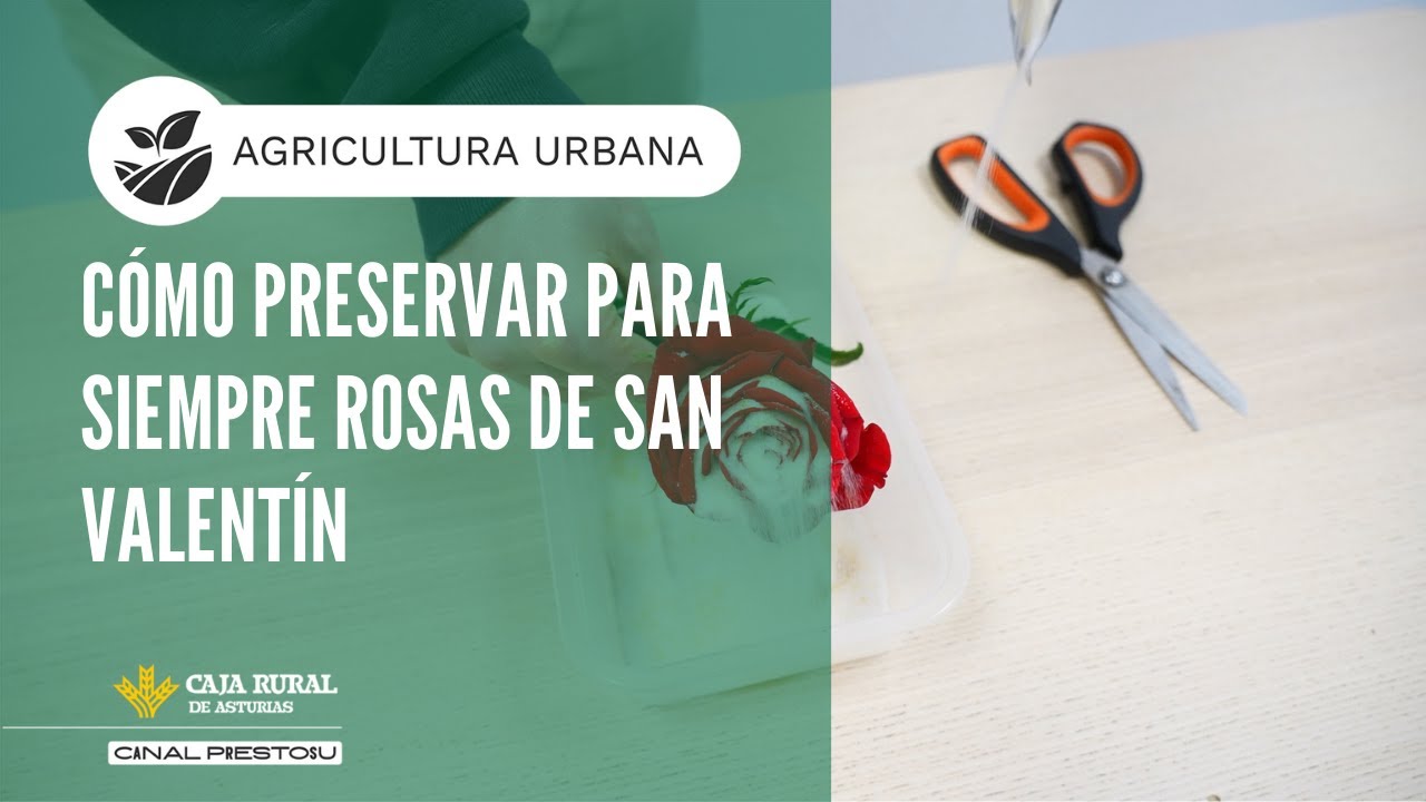 Canal Prestosu | Agricultura urbana: cómo conservar para siempre rosas de San Valentín 🌹​🌹​🌹​