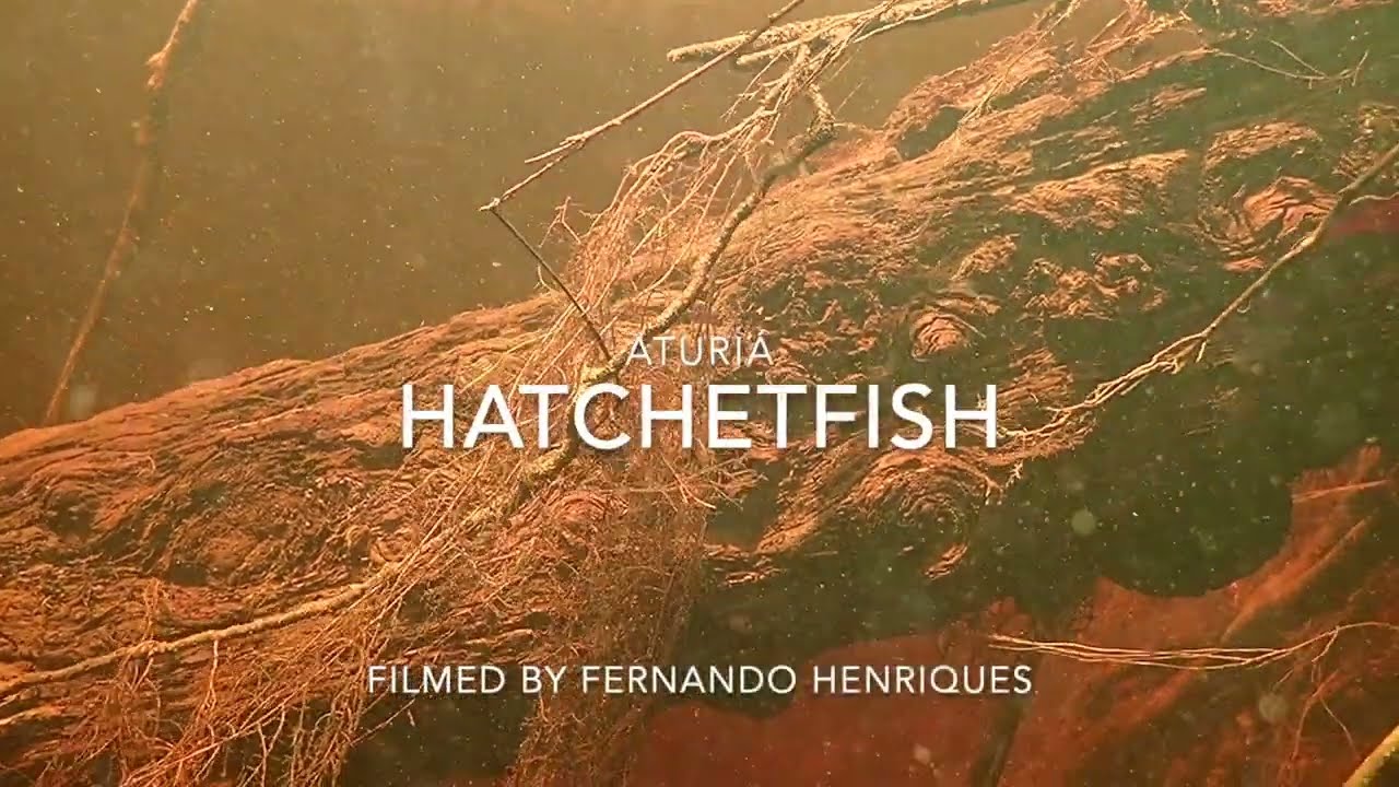 Hatchetfish