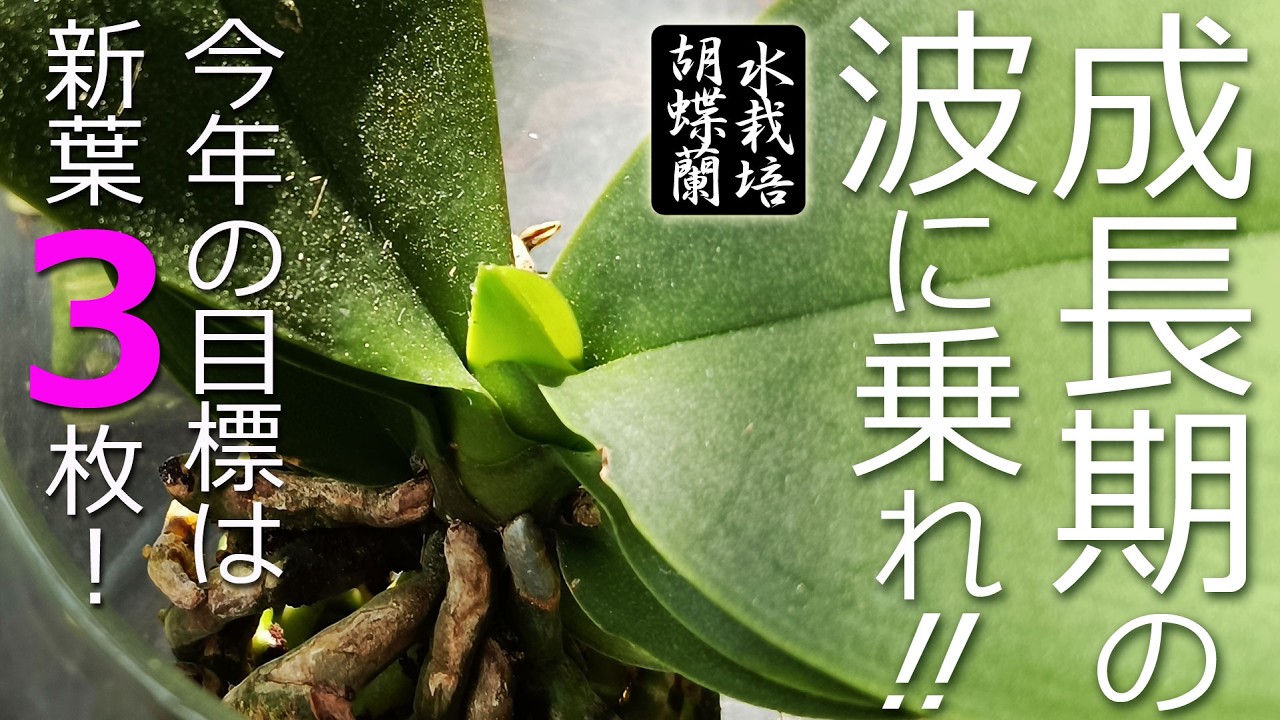 【胡蝶蘭の成長期】Pointは光と水と肥料!【水栽培】
