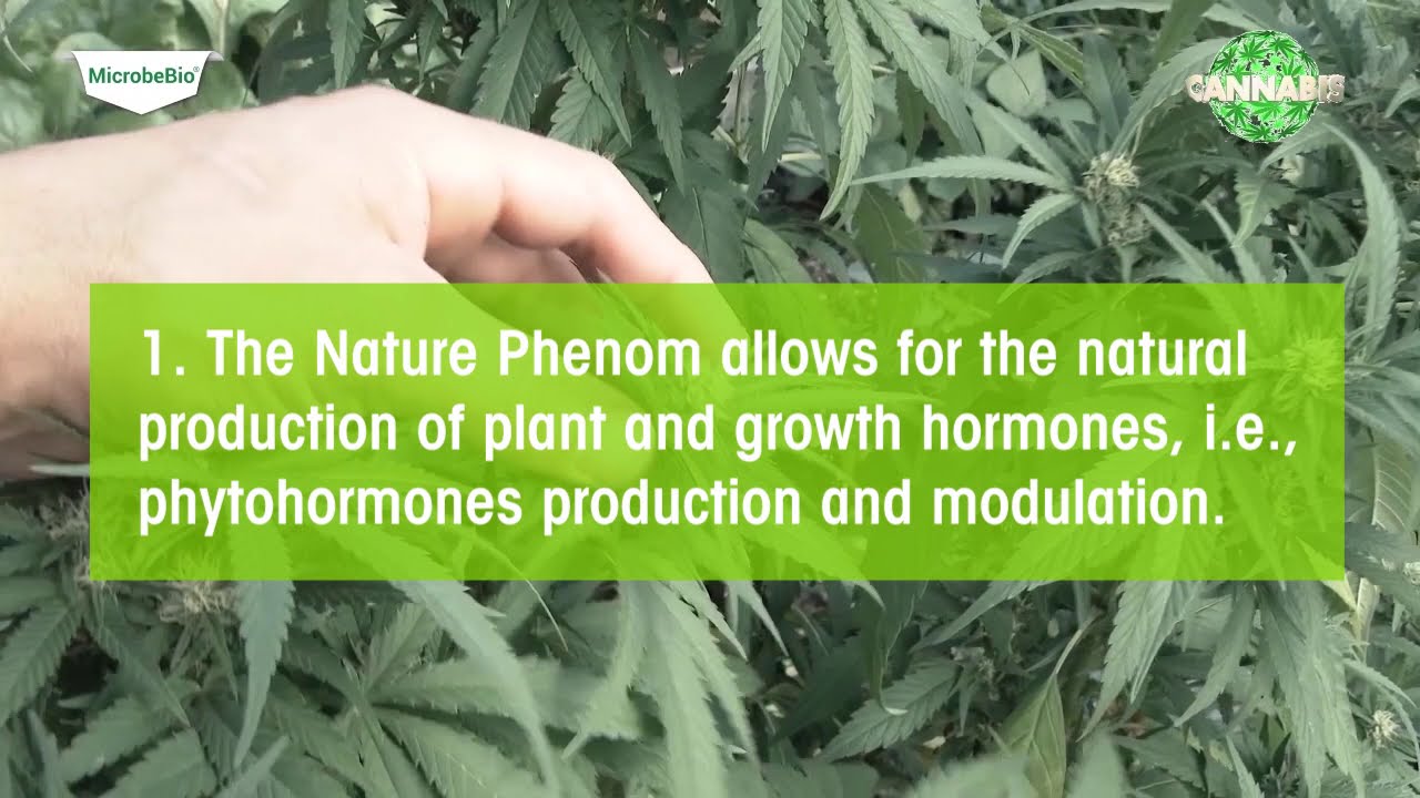 HYDROPONIC BENEFICIAL MICROBES CAN INCREASES CANNABIS ROOTS GROWTH UP TO 600%