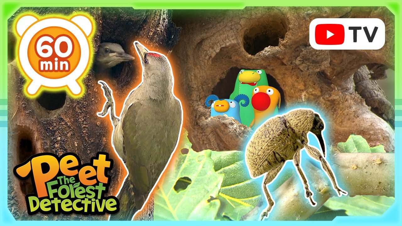 Life in the Trees: Arboreal Animal Adventures | Peet The Forest Detective