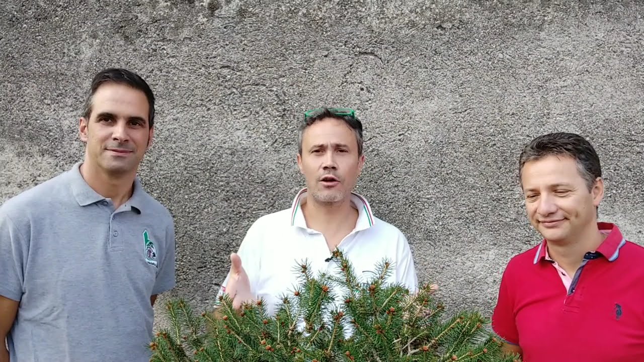 Creare un bonsai di abete dando stile