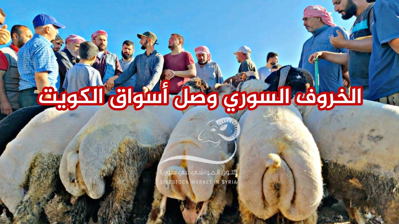 سوق الغنم إدلب شمال سوريا 16_ 10_ 2024 أسعار اللحم والغنم والفطايم والخراف والماعز البلدي