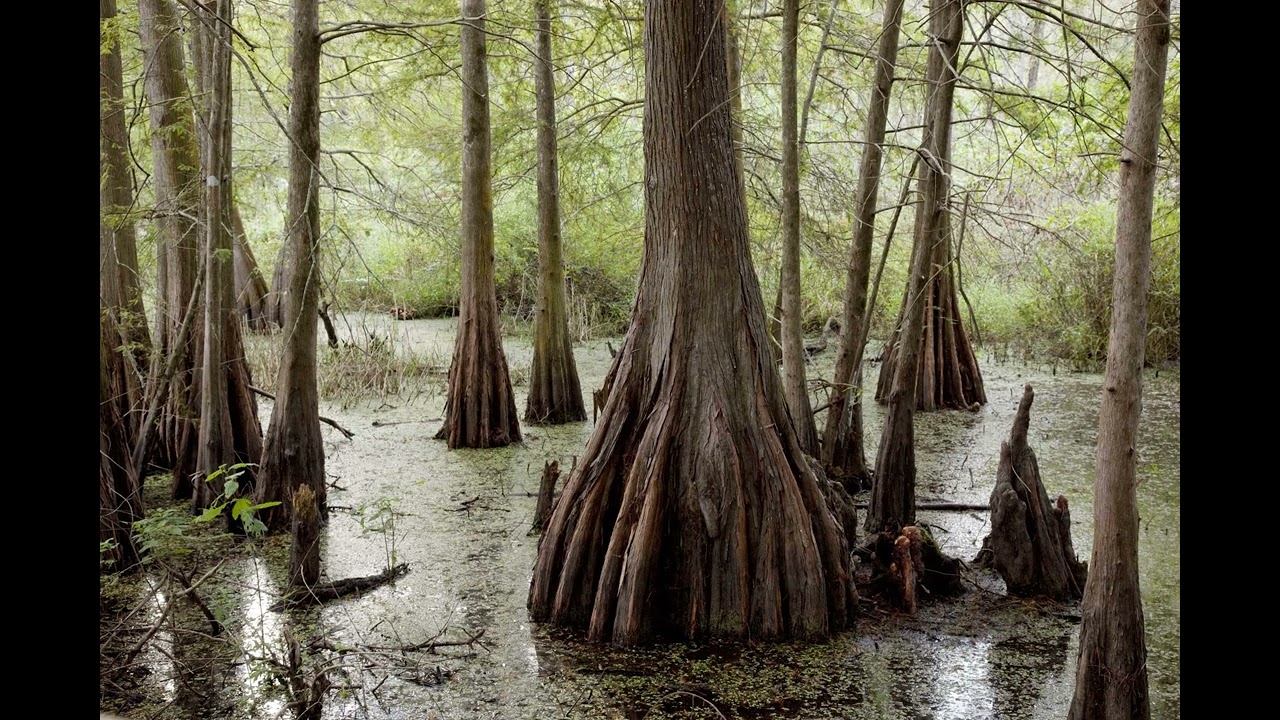 Chancy Fox: The Terrifying Legend of the Louisiana Swamp Vampires