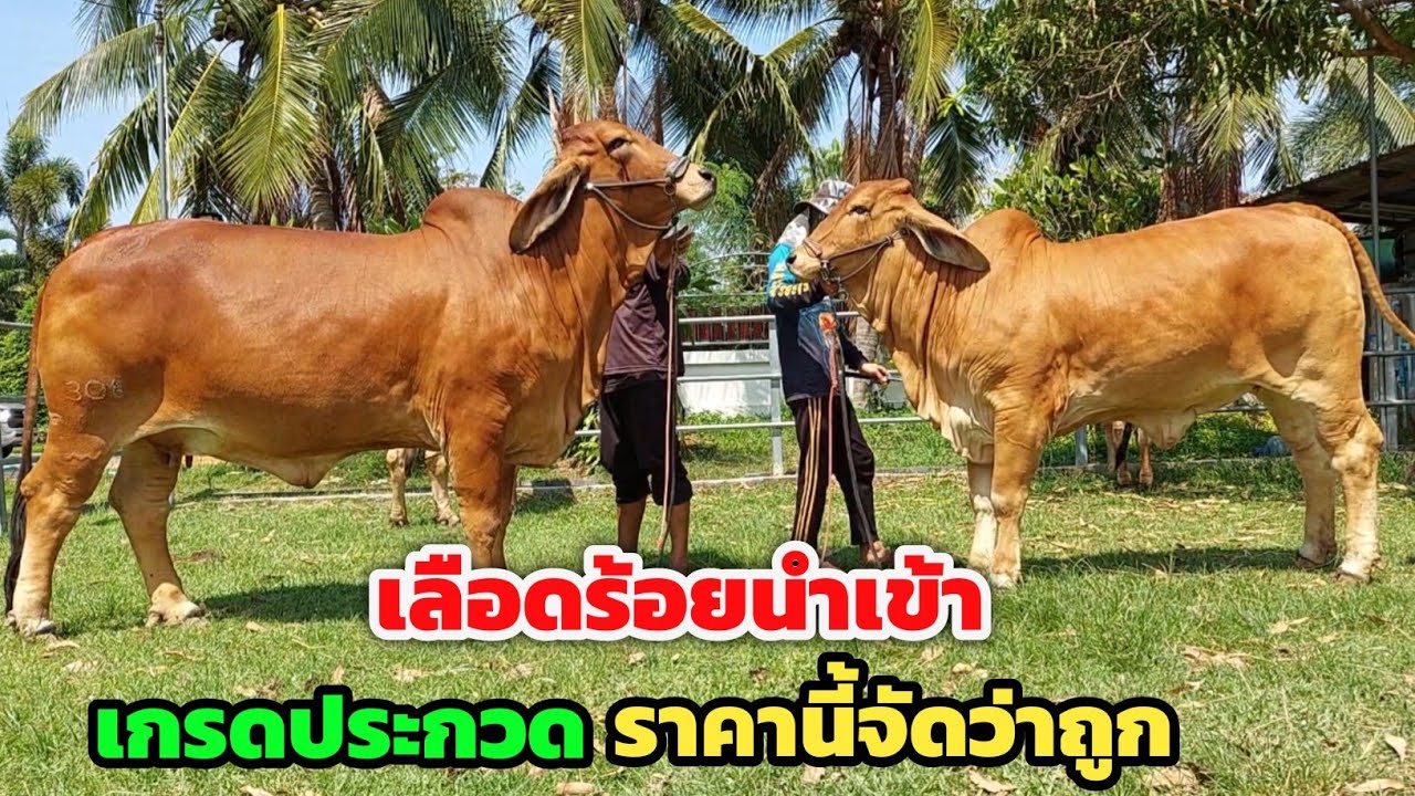 สุดยอดวัวเลือดร้อยนำเข้า‼️ราคานี้จัดว่าถูก วัวประกวดล้วนๆ ชุด ซื้อ 3 ได้ 4 ลุ้น 5 โคตรคุ้ม | ต้นธร