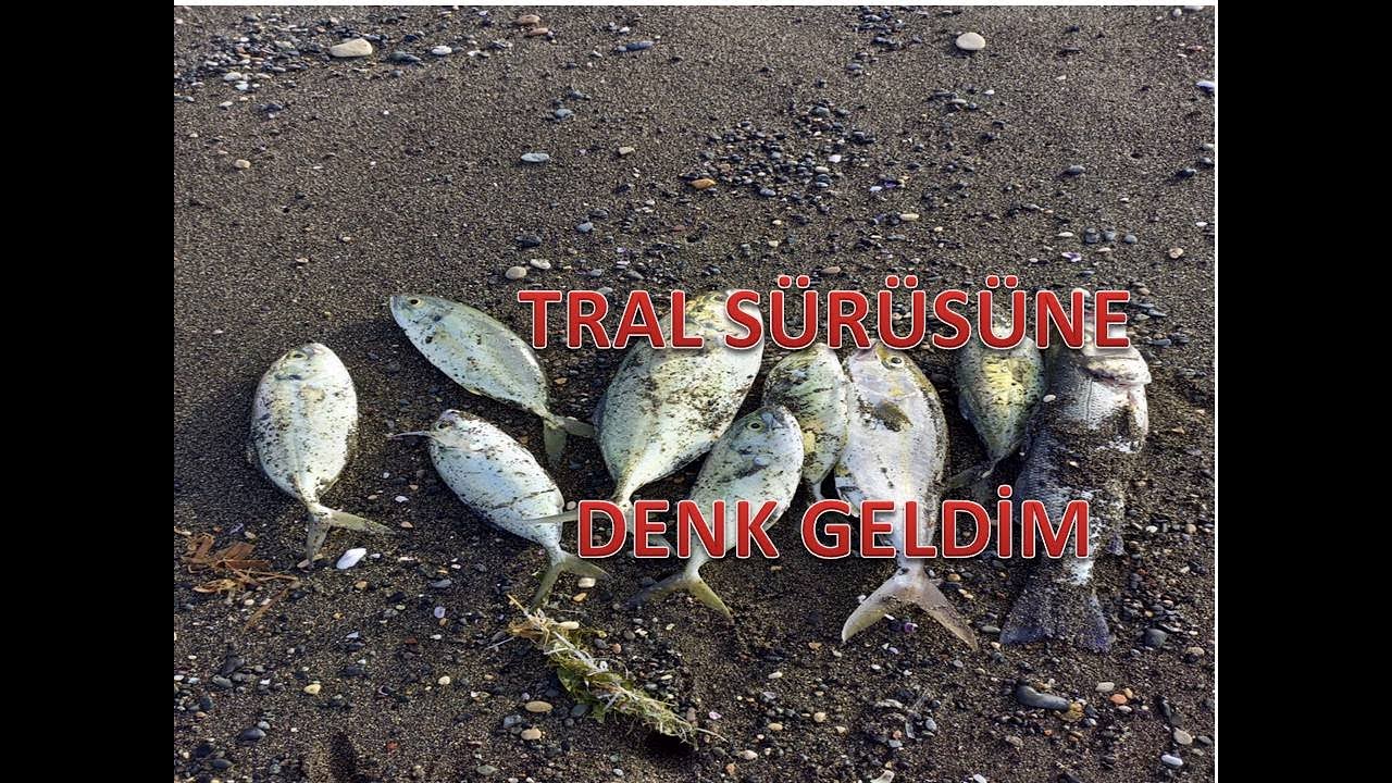 Samandağ’da Tral Sürüsüne denk geldim(Sea Bass)