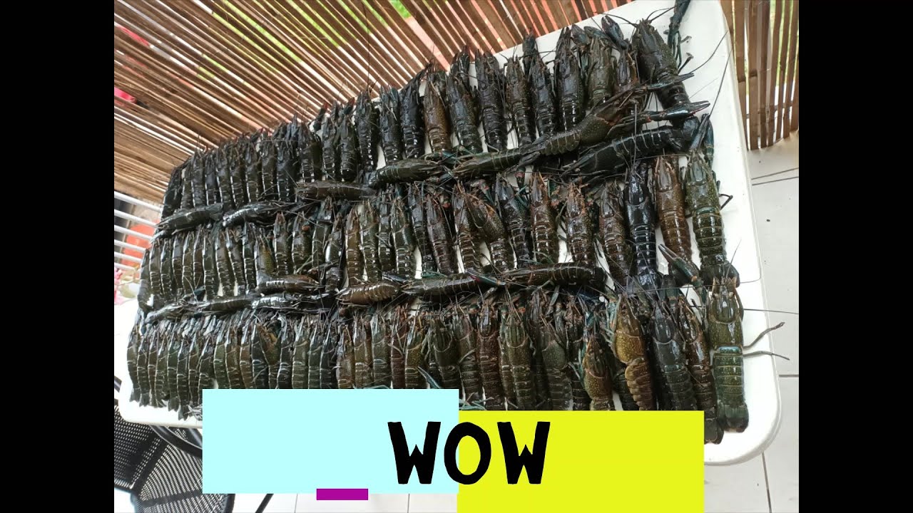 RED CLAW YABBIES YABBY FISHING WITH STEVE D PODCAST EPISODE  1 -Catching red claw in Queensland