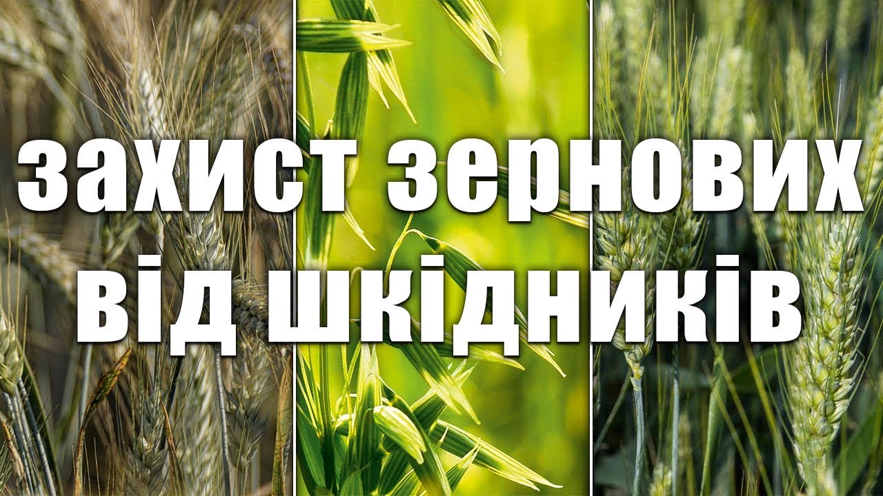 Защита зерновых от вредителей. Инсектицид для пшеницы и ячменя
