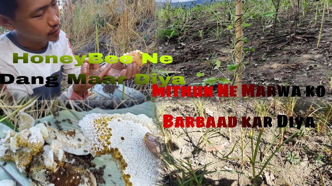 Kheti Ka Marwa Barbaad Ho Gaya😔||Honey Bee Dang Maar Diya🐝||Village lifestyle 