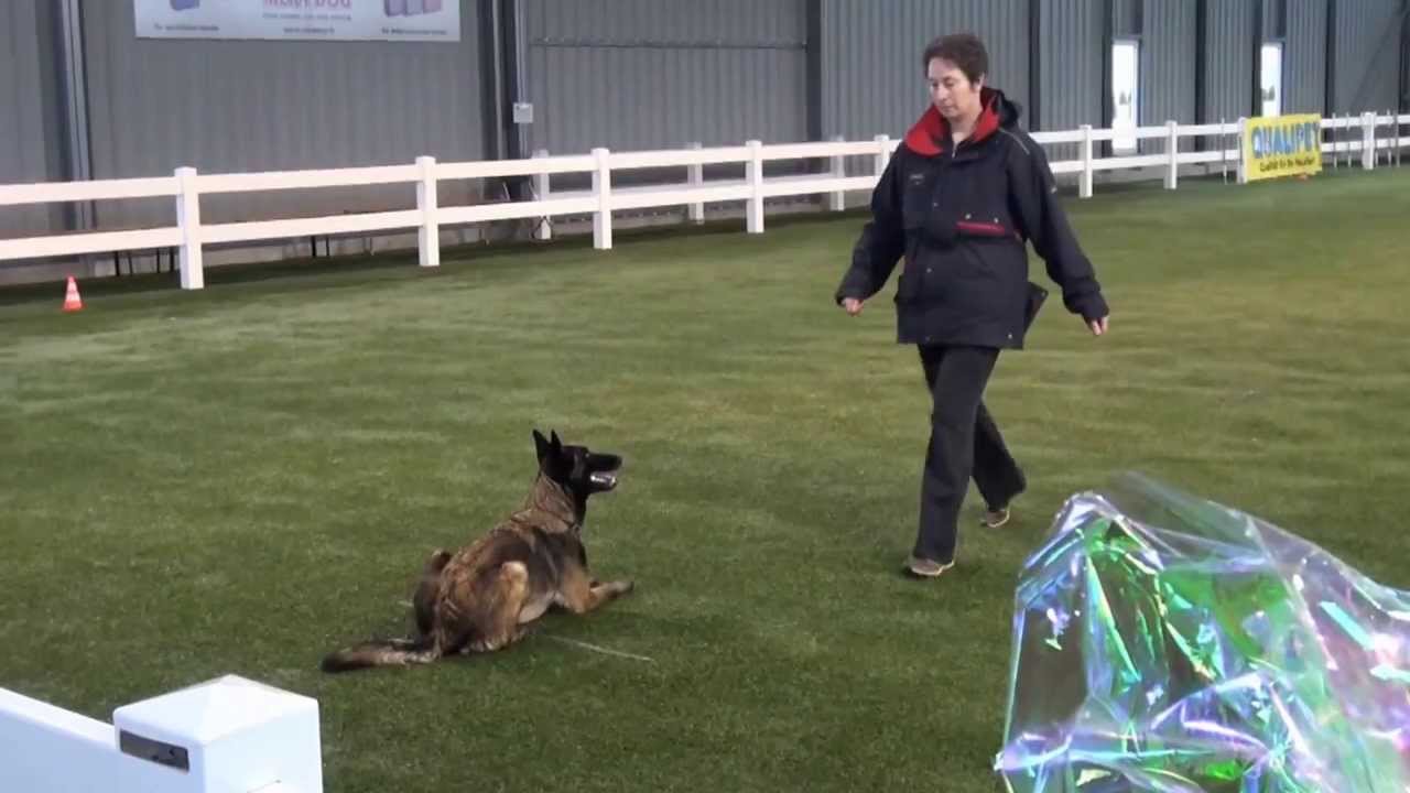 FCI  Obedience Ausscheidung vom 1.März 2014