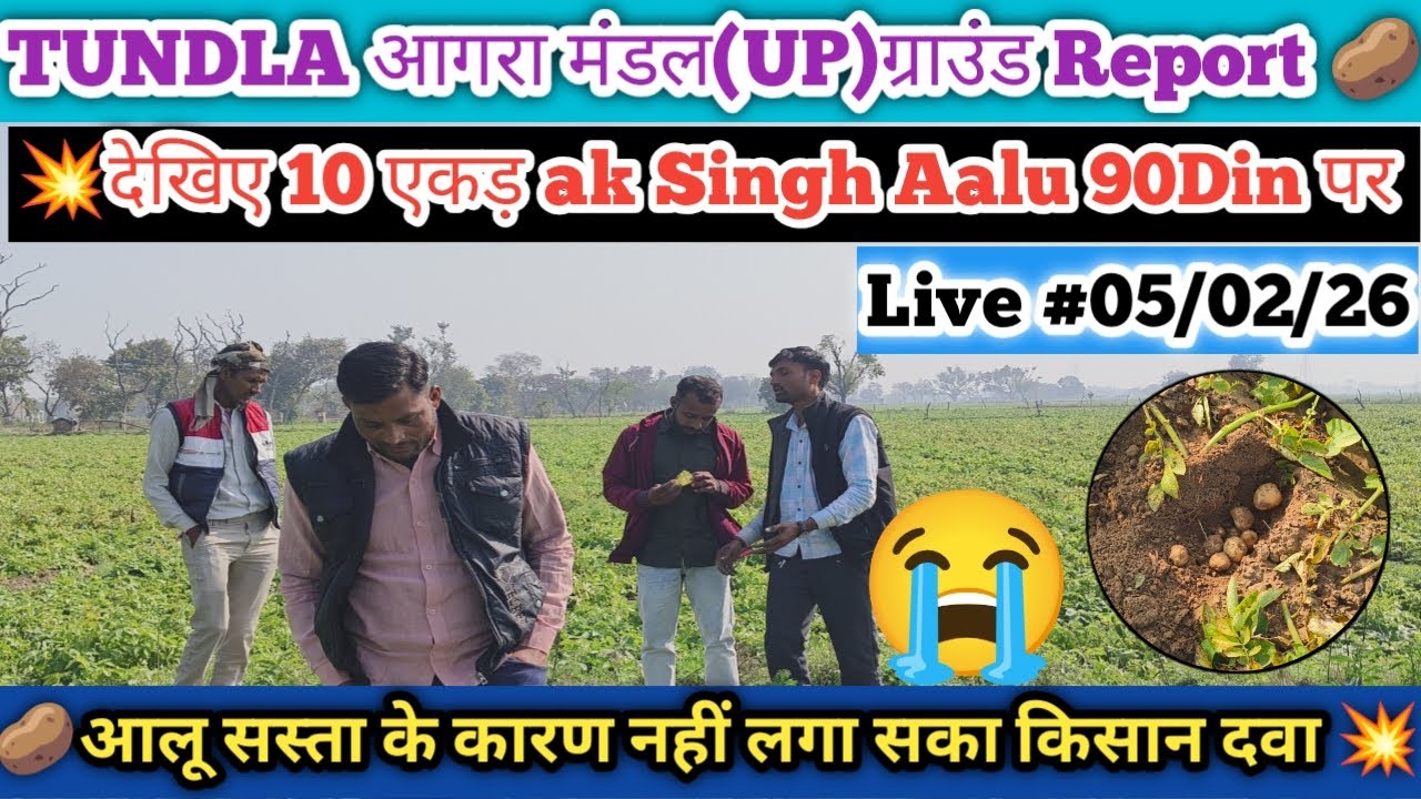देखिए Aaj ki Live Report (tundla Agra) Uttar Pradesh 90 दिन का ak Singh आलू😭 बहुत ज्यादा बुरी हालात!