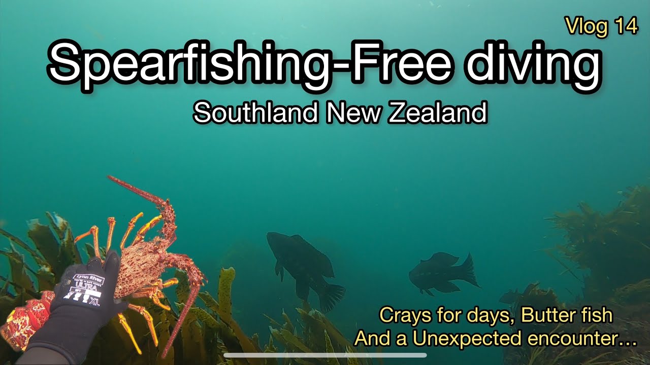 Free diving Crayfish-Spearfishing Butterfish.Southland New Zealand. #freediving #spearfishing #nz