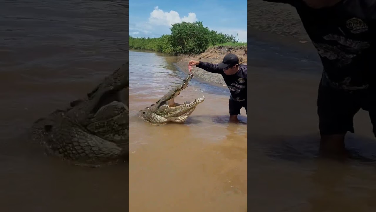Tarcoles River w/Jungle Crocodile Safari Tour PUNTARENAS, COSTA RICA #explorajourneys #river #cruise