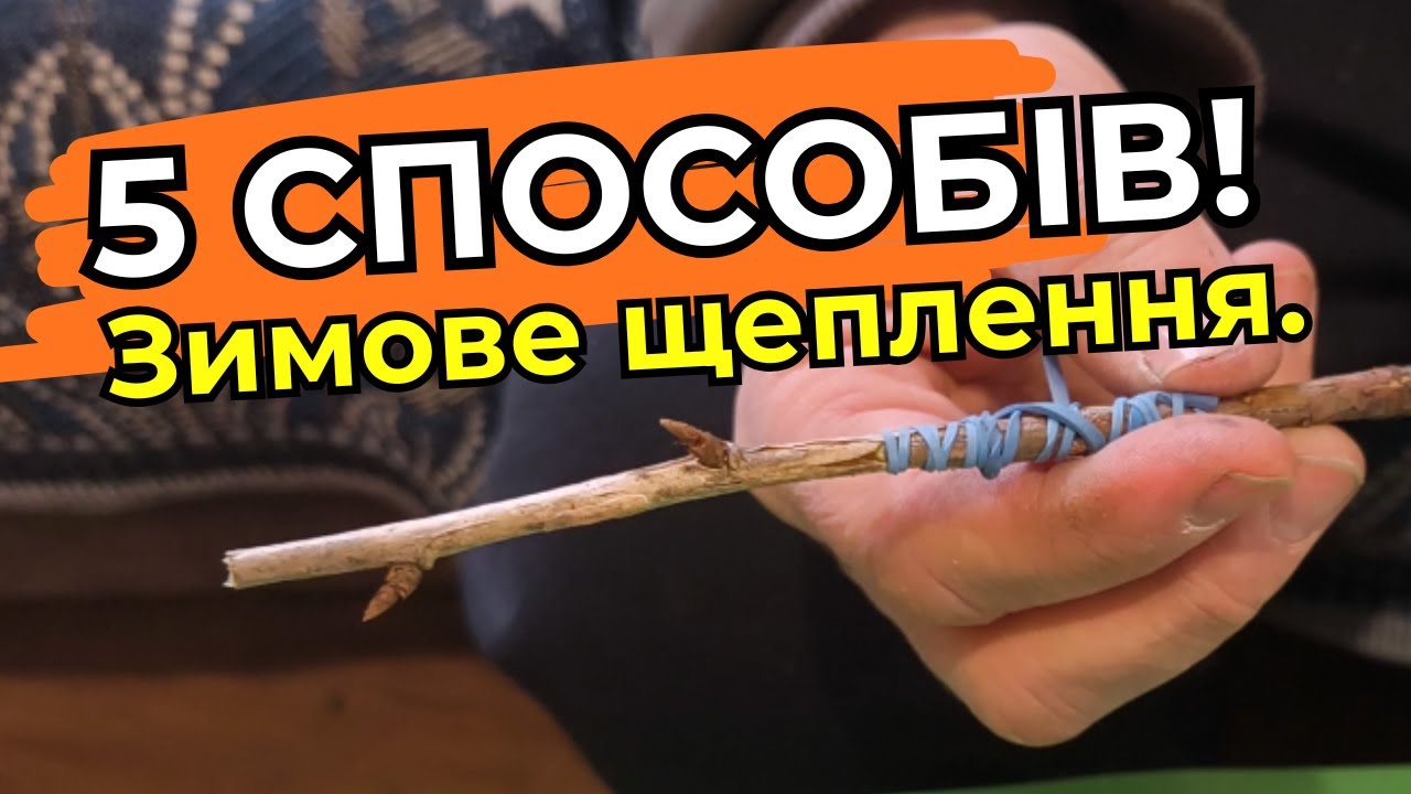 Не чекайте весни! 5 способів зимового щеплення, які змінять ваш сад!