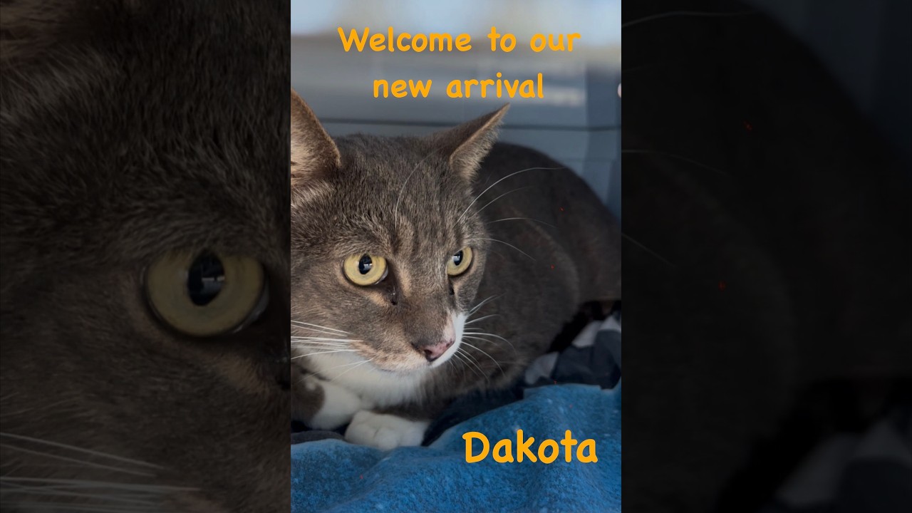 Cat Sanctuary New Arrival
