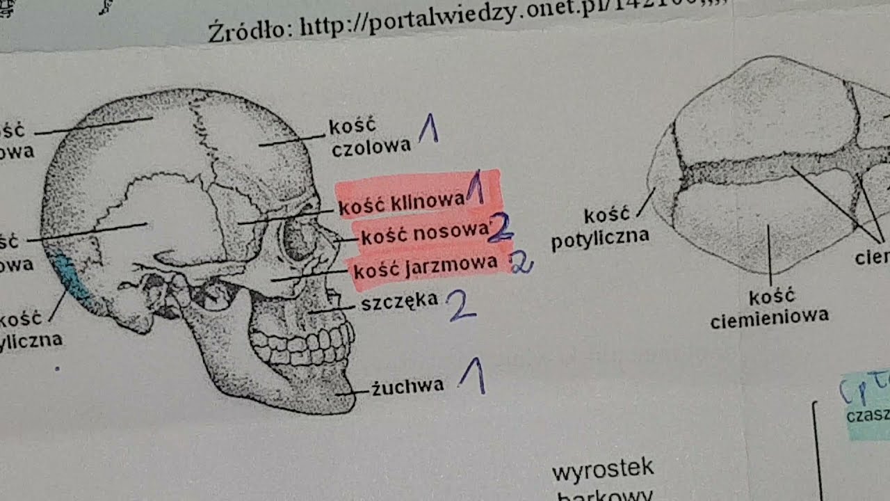 CZASZKA,SZKIELET, ŻEBRA , RODZAJE KOŚCI