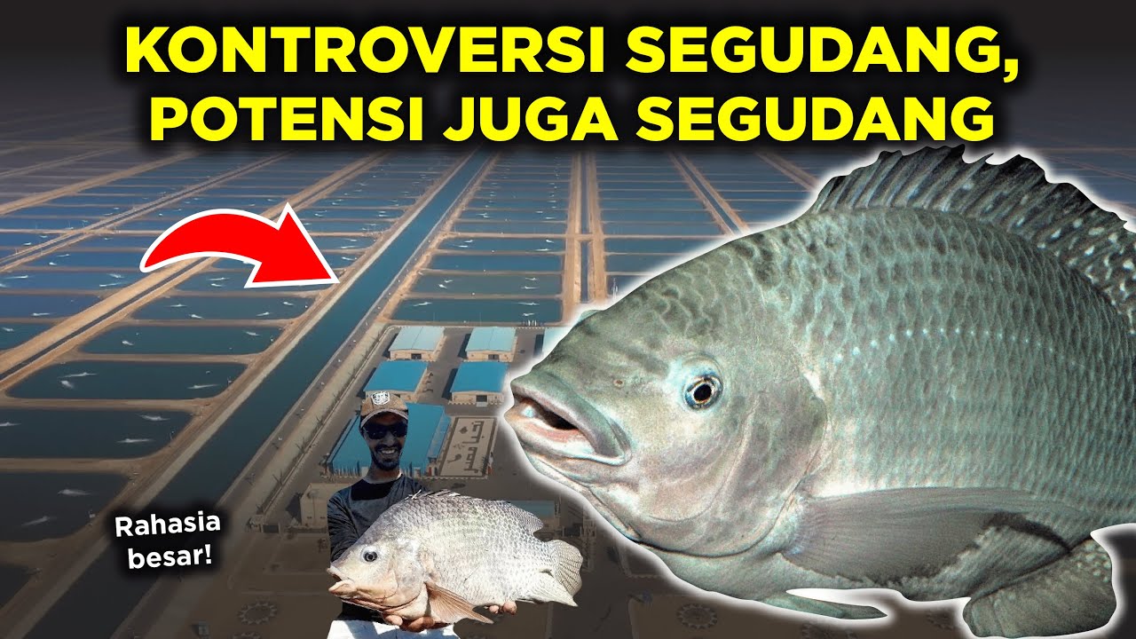MELIHAT POTENSI BESAR IKAN NILA YANG INVASIF DAN BERBAHAYA