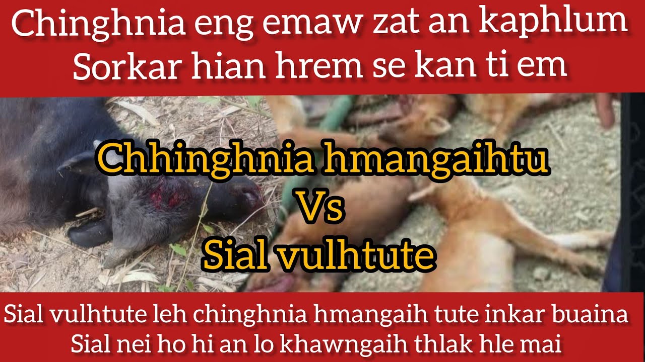 Chinghnia kaptute lamah an tang, Sorkar hrem turin an ti, an buaina hi a lo turu khawp mai,hei le😱