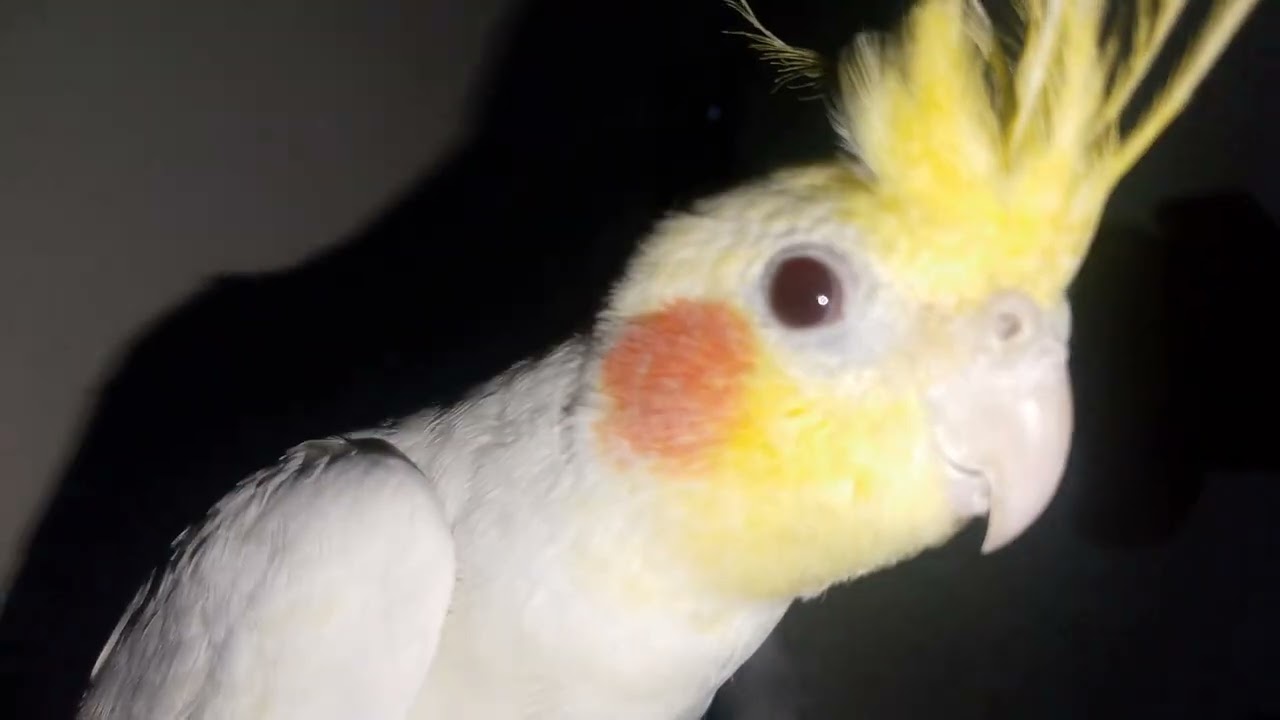 Cockatiel is feeling tired 