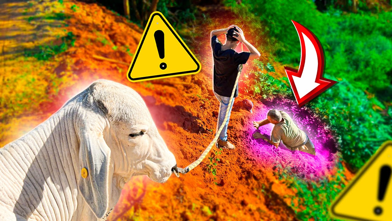 O BOI Jogou o PEÃO no BURACO 😱