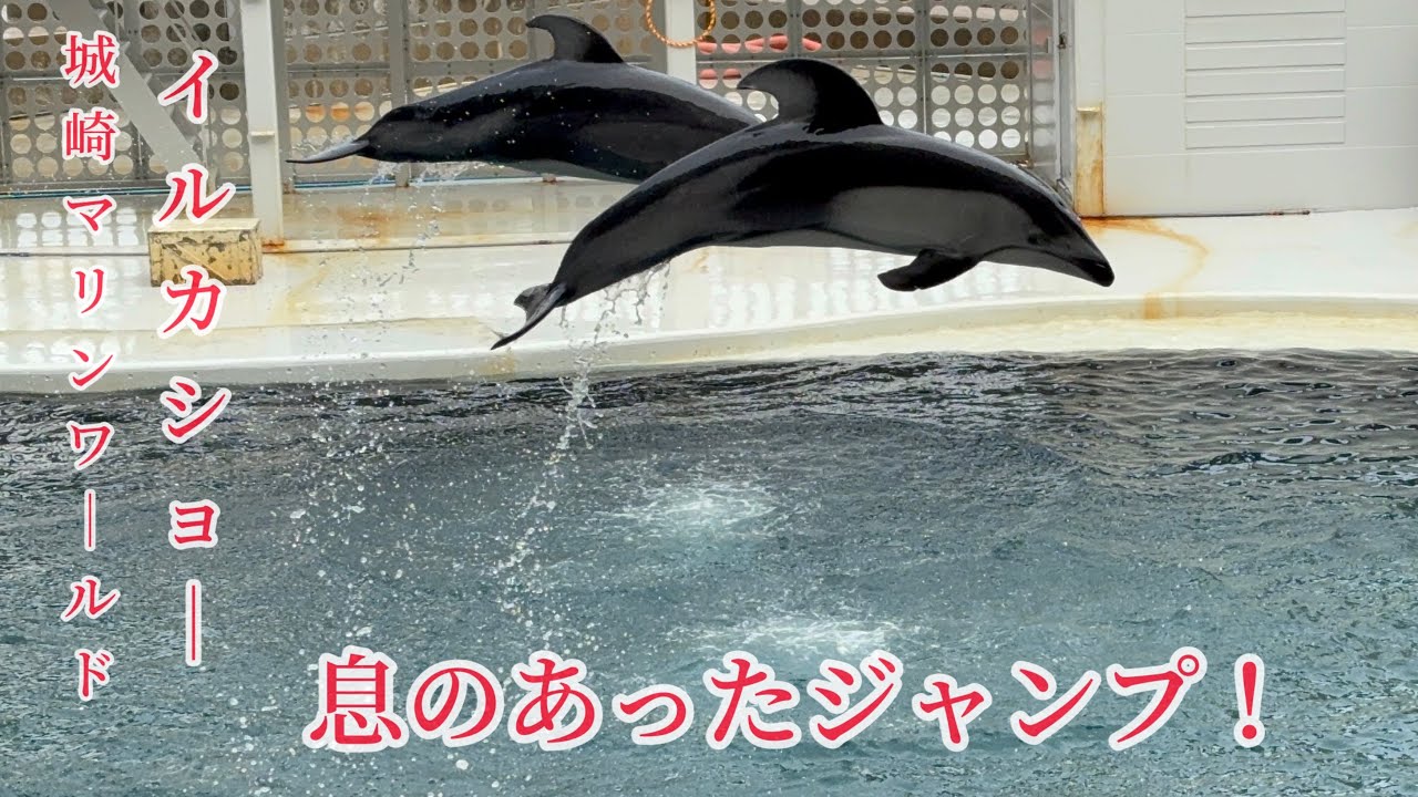 城崎マリンワールド【🐬イルカショー🐬】