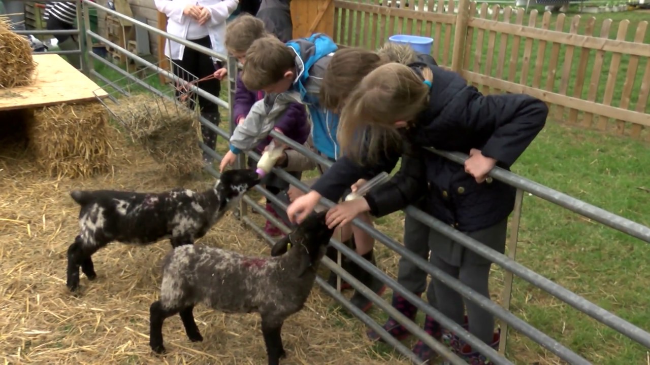 The Norfolk school running its own farm... with six orphan lambs