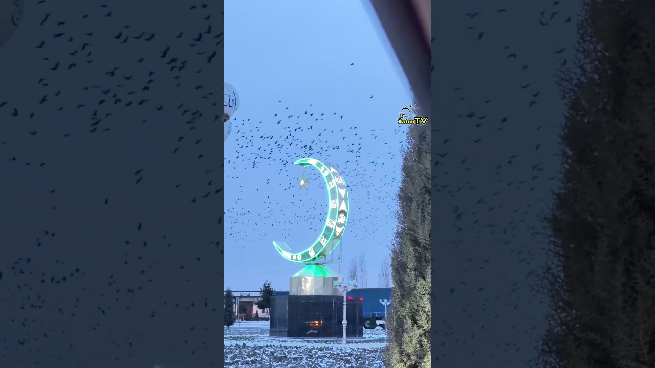 Dang'arada qor #snow #qor
