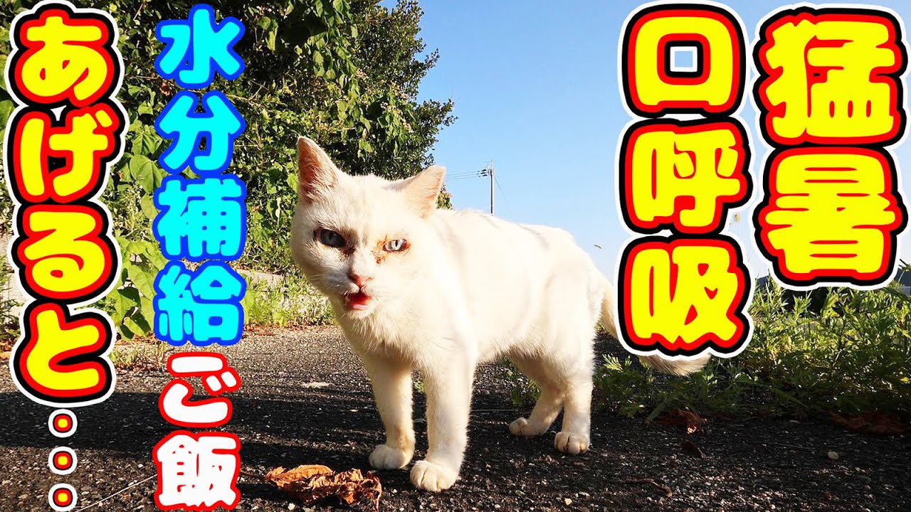 猛暑で口呼吸してる猫たちに水分補給ご飯をあげると・・・  さくらねこへの給餌