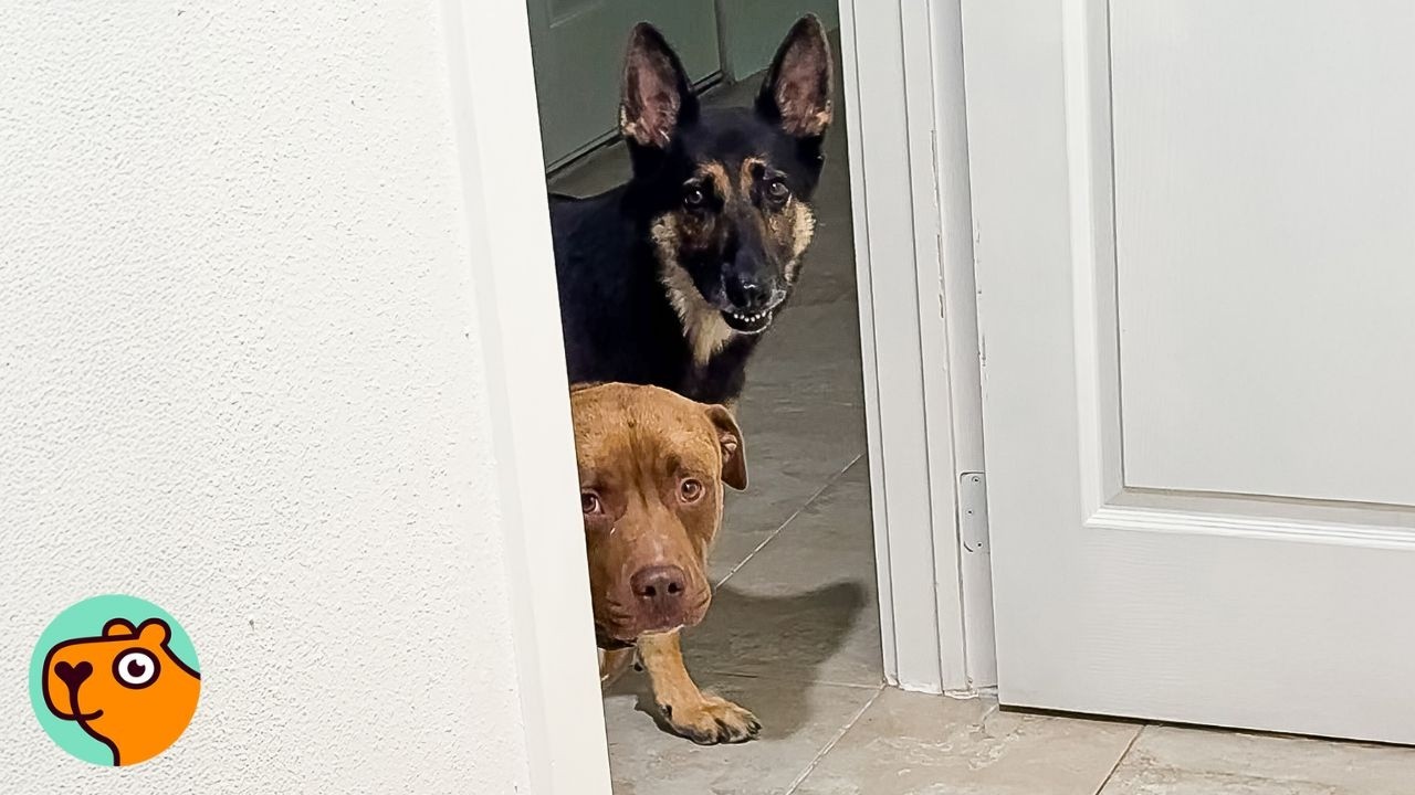 Stray Dog Appeared in Woman's Garage&hellip; And Changed Everything | Cuddle Buddies