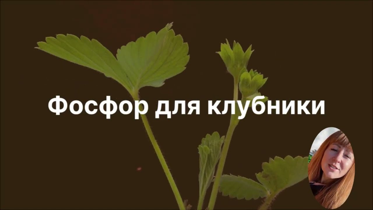 ‼️«Без него не цветет!» ФОСФОР💪