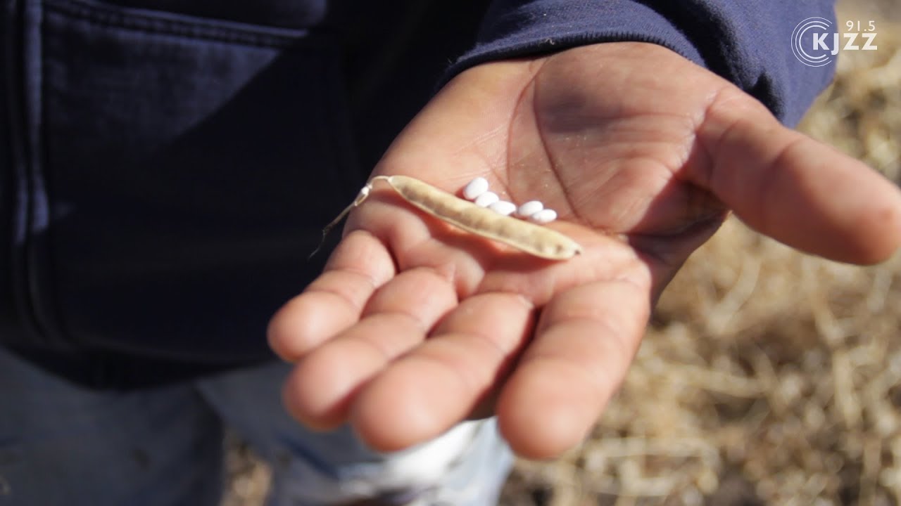 Untold Arizona: Tepary Beans