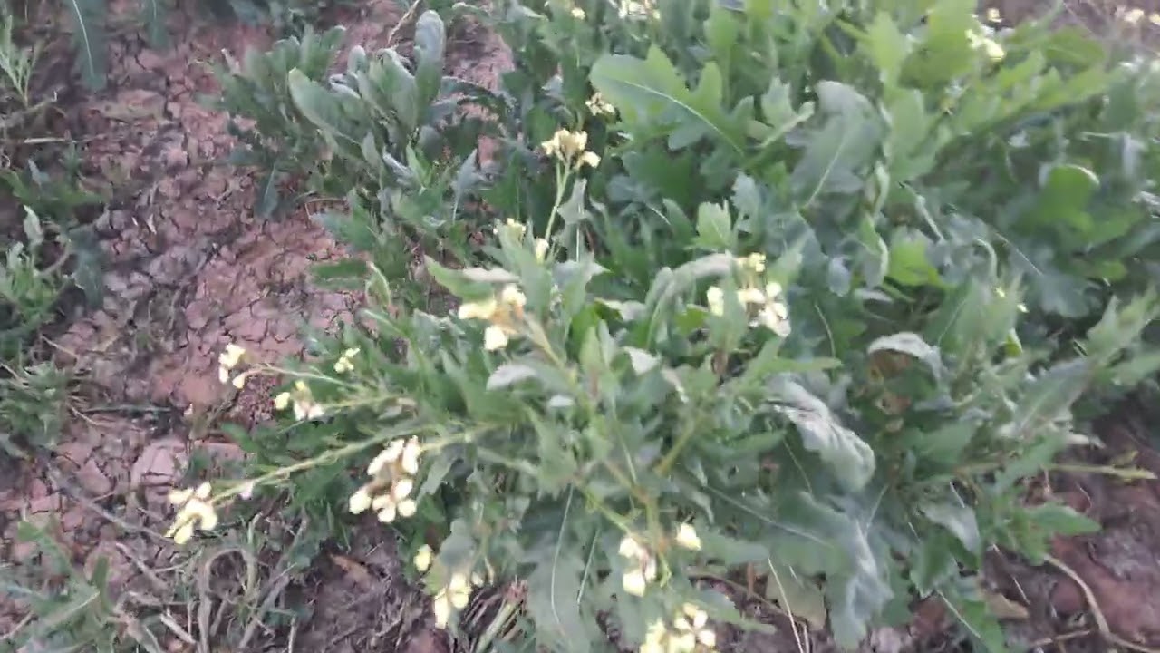 مرعى الجرجير صحراء  ولاية بشار 