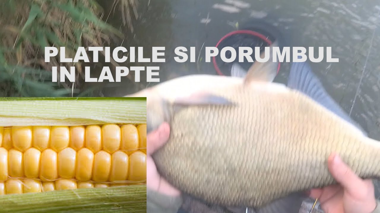 Pescuit la Feeder.Momeala de sezon `PORUMB IN LAPTE``
