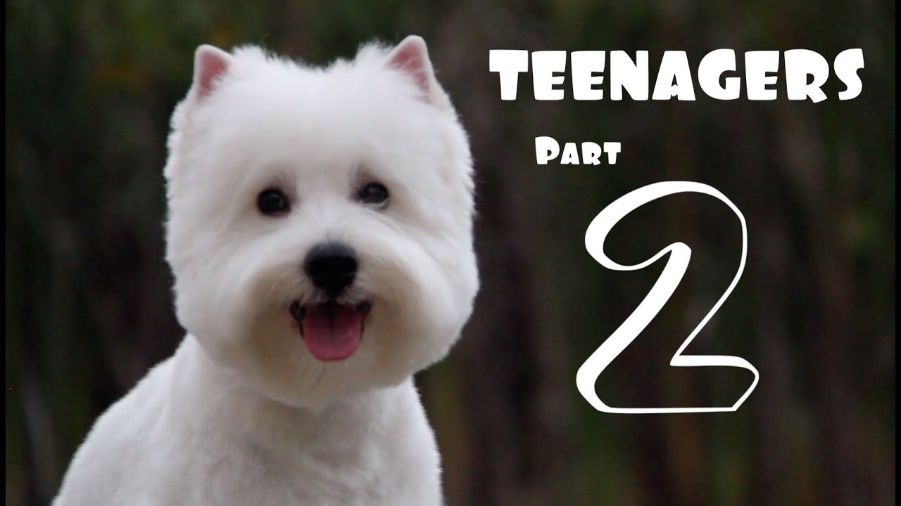 Oliver The Westie - Teenagers (Part 2)