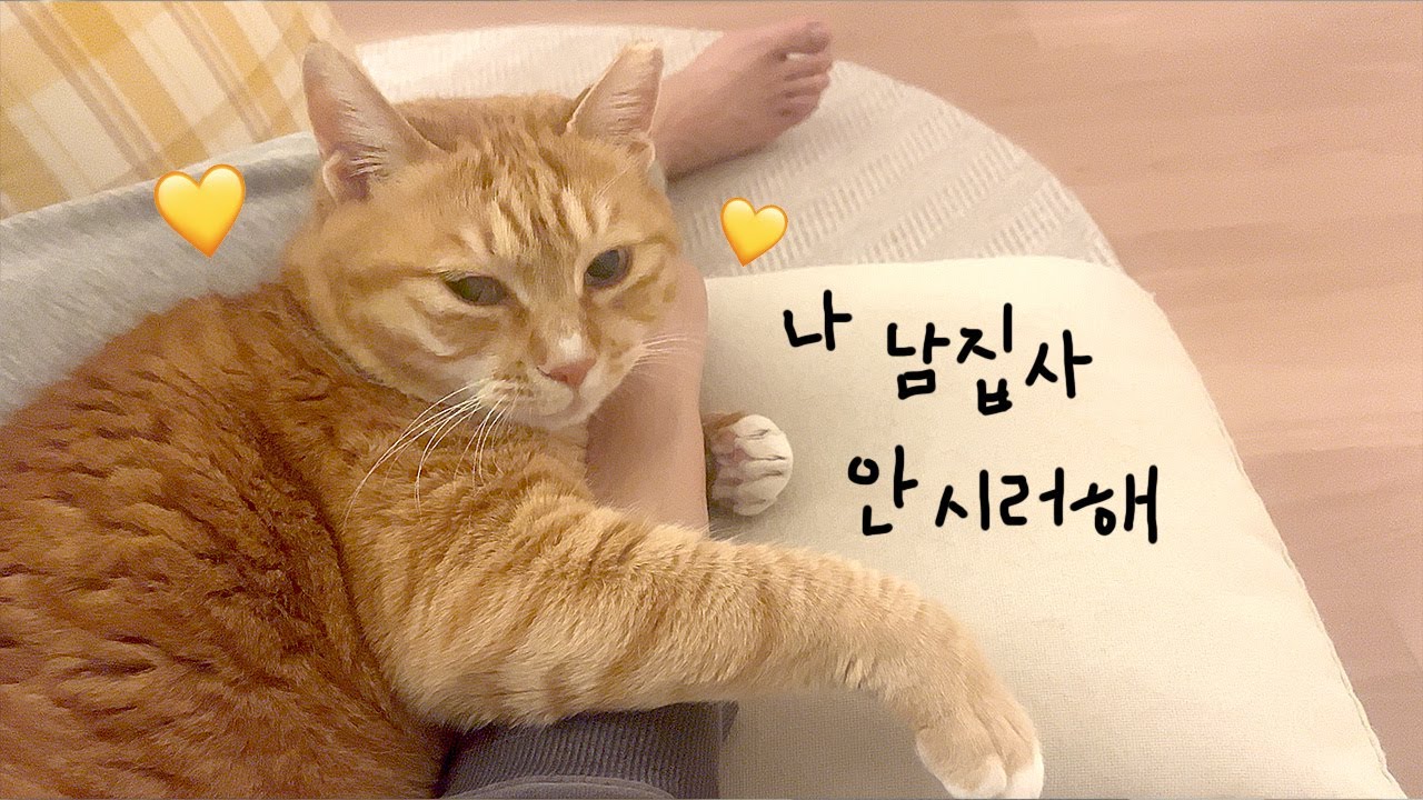 이전 영상 때문에 남집사가 억울하다는데요...