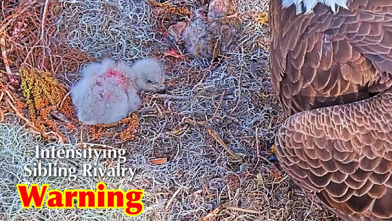#48🦅🐥13°🐥8°／Winter Park Eagle Nest 2026／Against All Odds:One-Eyed Mom Eagle／by Winter Park Eagle Cam