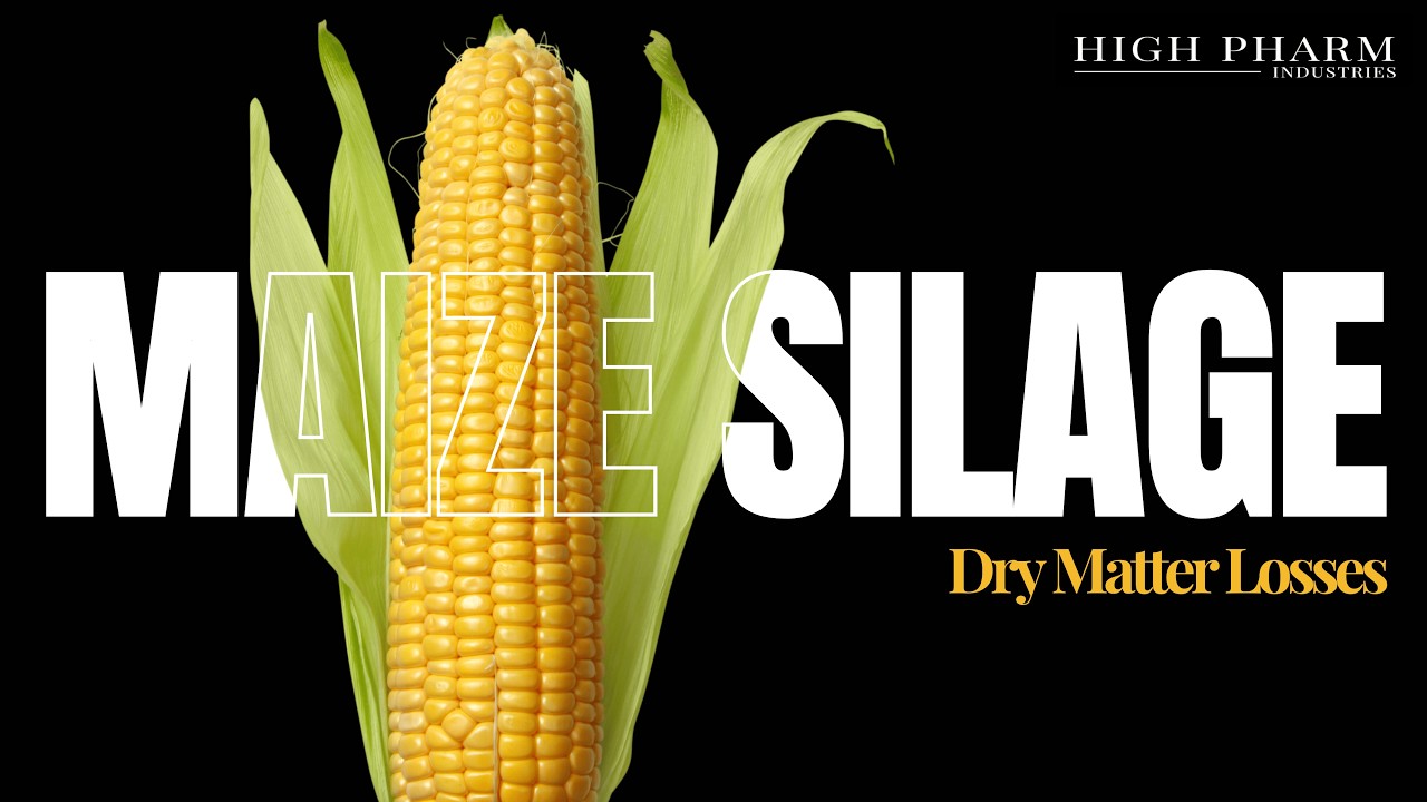 Maize Silage Part 3: The Cost of Dry Matter Loss