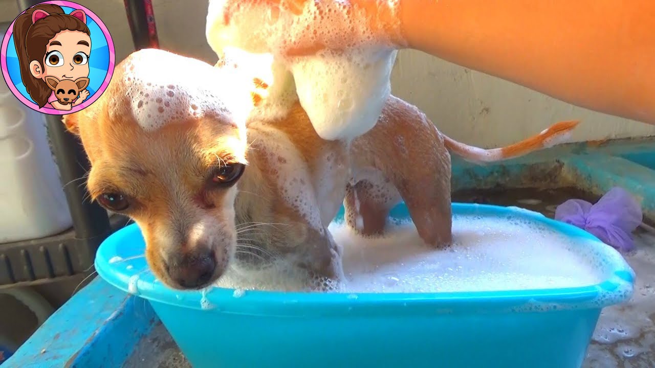 BAÑO DE BURBUJAS A MI PERRITA PÍCHU CHIHUAHUA | BATHING MY DOG