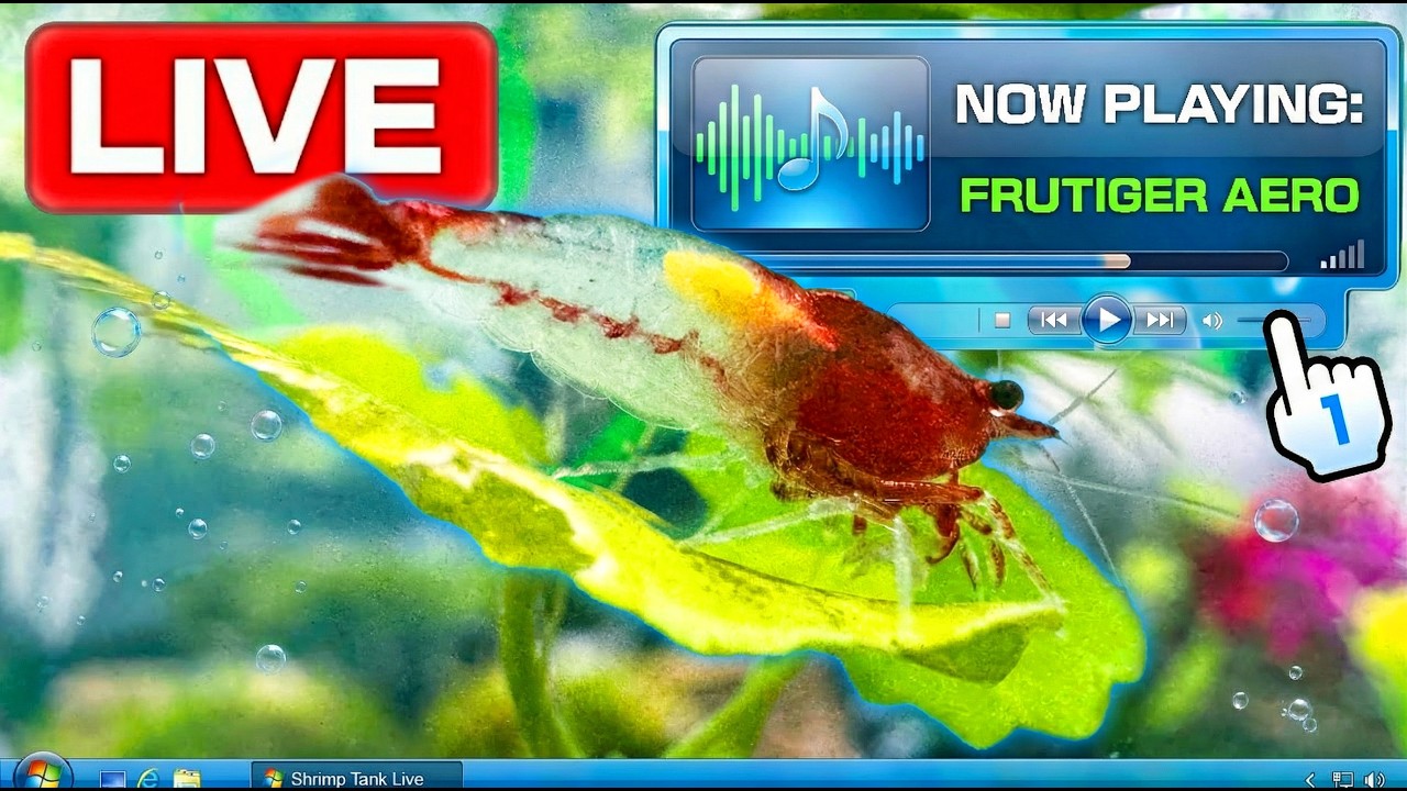 Shrimp Tank Live 🌐 Interactive LIVE Shrimp Aquarium & Frutiger Aero Radio 24/7