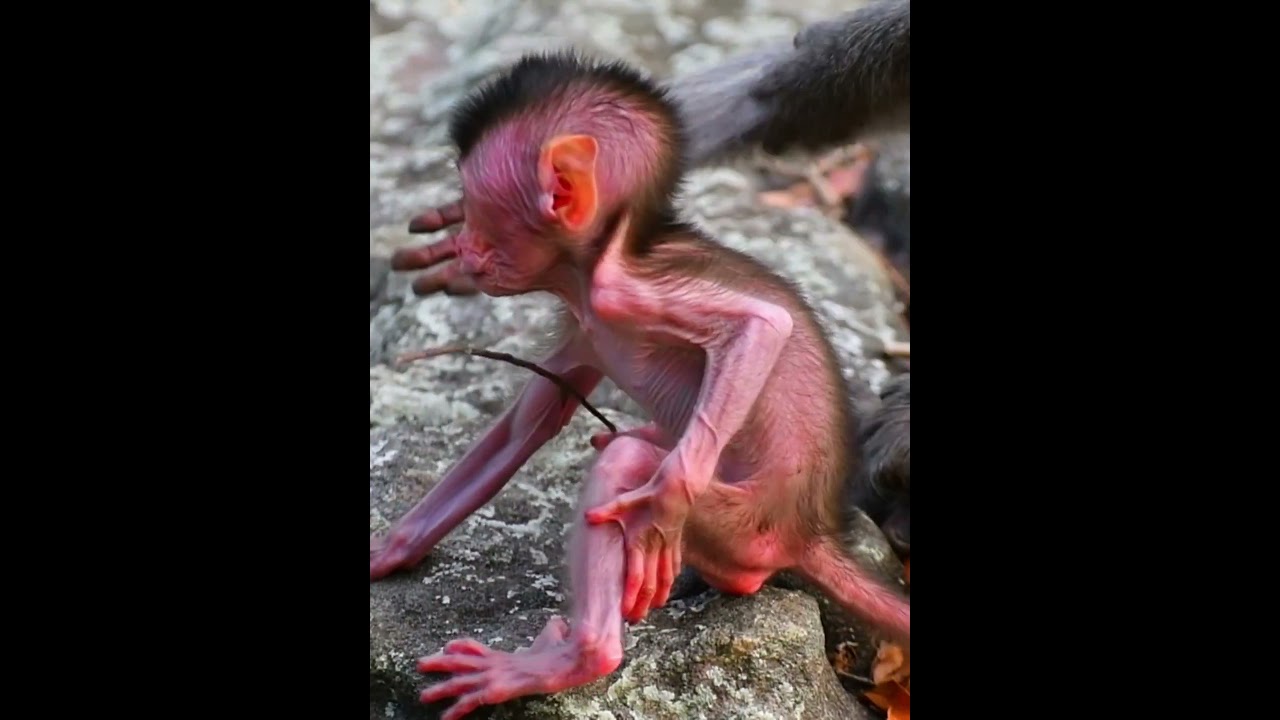 Mini Baby Monkey Trying To Walking