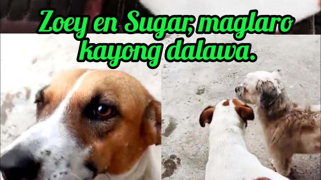Zoey en Sugar, maglaro kayong dalawa. @Pinoykatvofficial 