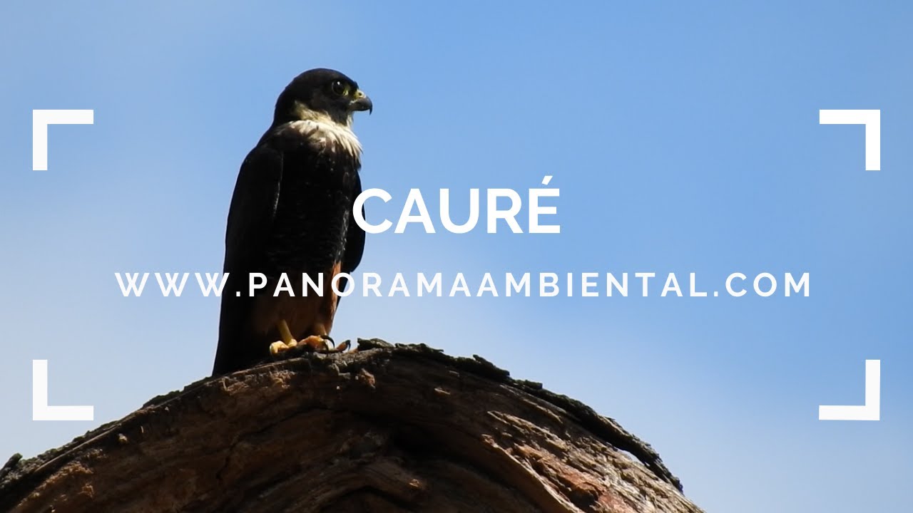 Caur&eacute;/falc&atilde;o-morcegueiro (Falco rufigularis)